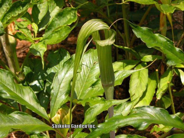 Photo of Cobra Lily (Arisaema ehimense) uploaded by Joy