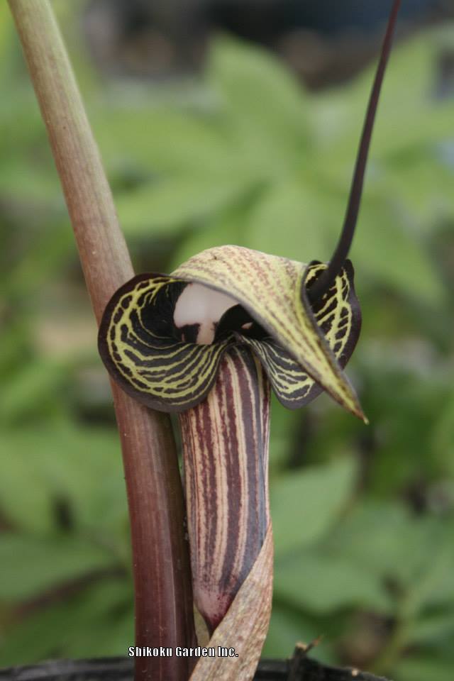 Photo of Japanese Cobra Lily (Arisaema kiushianum) uploaded by Joy