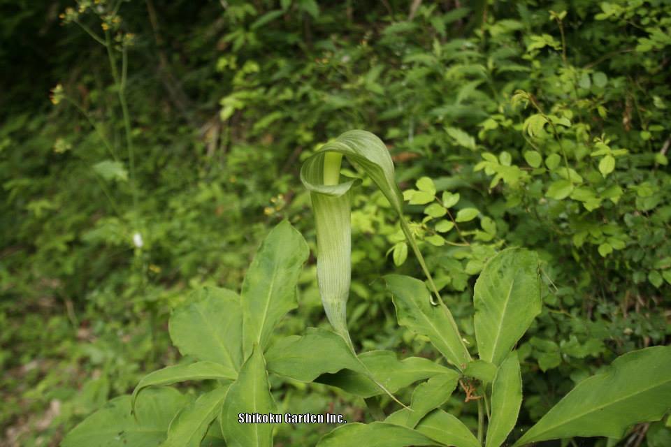 Photo of Japanese Cobra Lily (Arisaema tosaense) uploaded by Joy