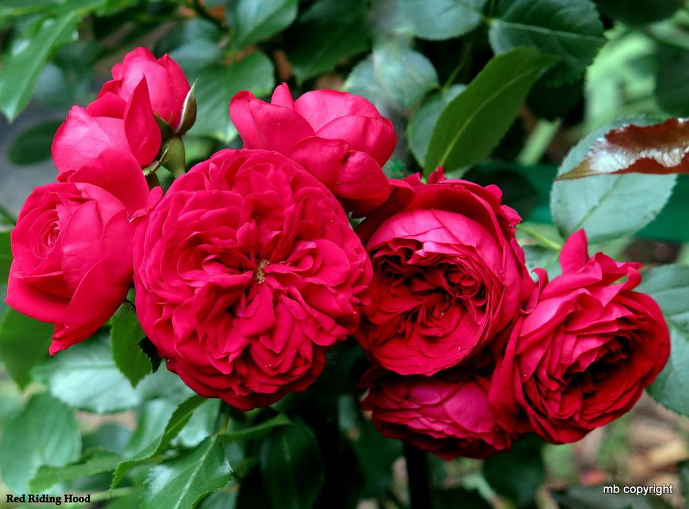 Photo of Rose (Rosa 'Rotkaeppchen') uploaded by MargieNY