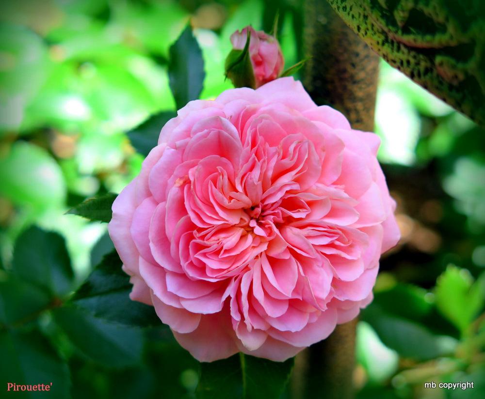 Photo of Rose (Rosa 'Pirouette') uploaded by MargieNY