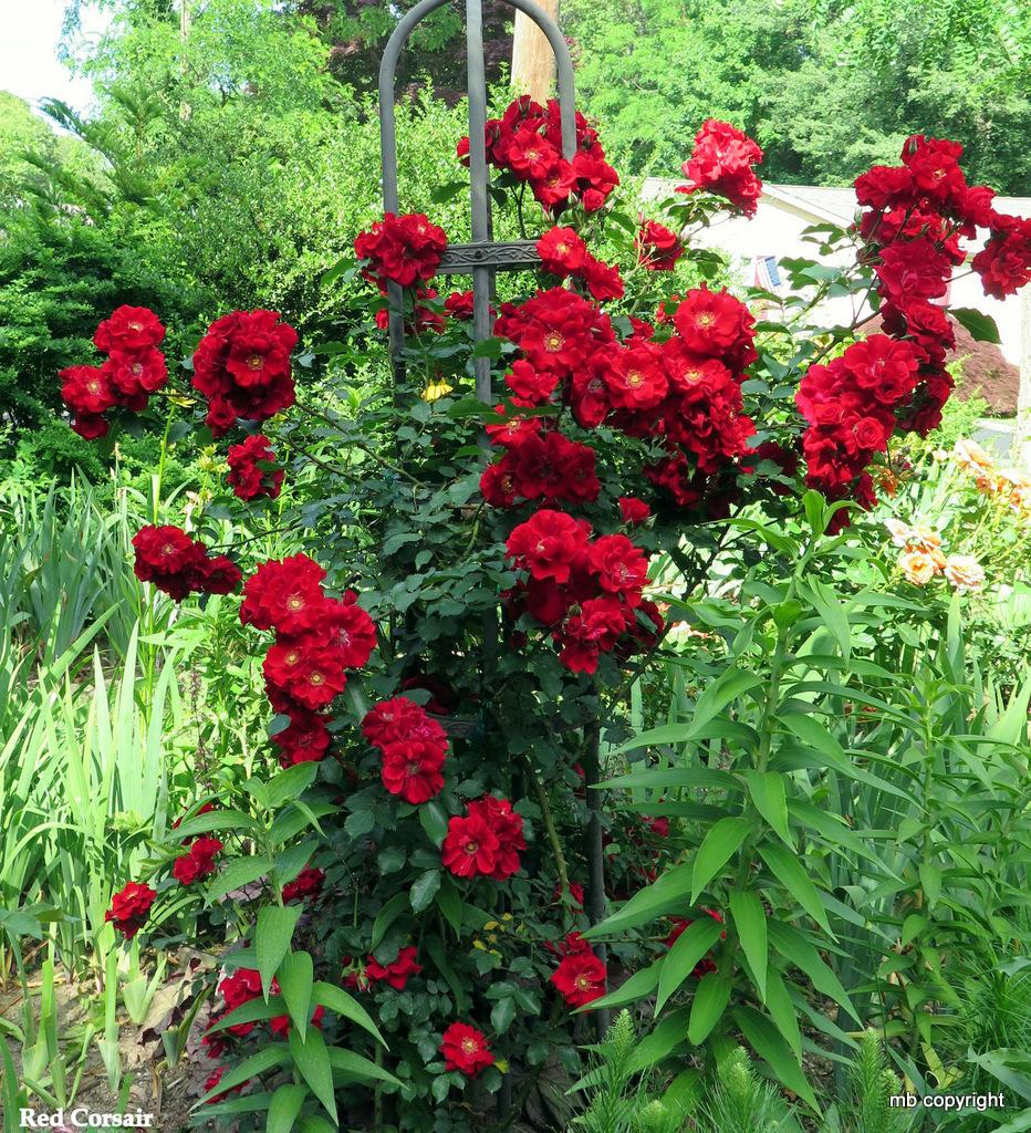 Photo of Rose (Rosa 'Roter Korsar') uploaded by MargieNY