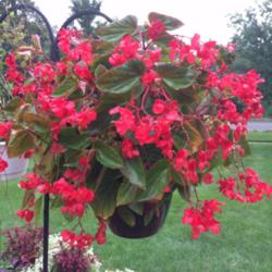 Location: My garden, central NJ, Zone 7A
Date: 7/15/15
Begonia Dragon Wing Red in Hanging Basket.  Lobularia Frosty Knig