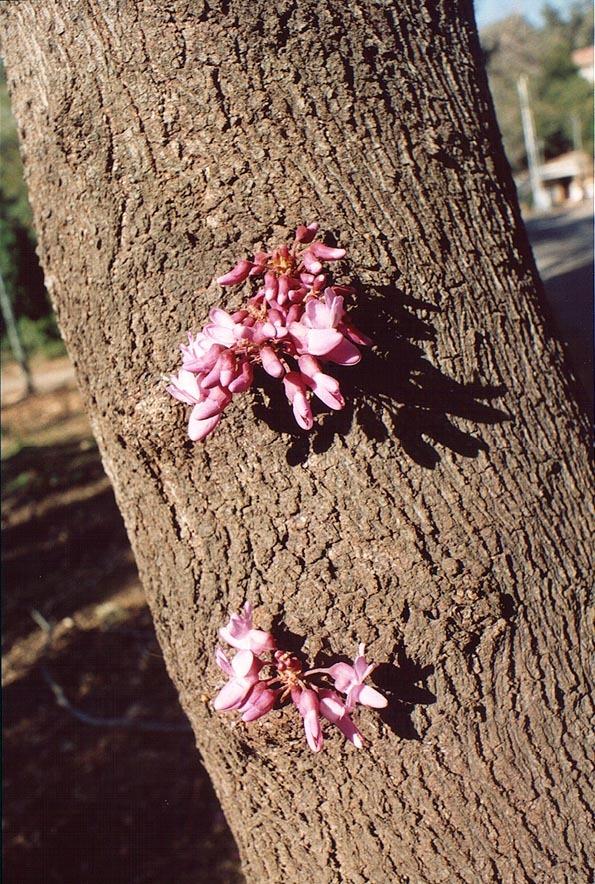 Photo of Eastern Redbud (Cercis canadensis) uploaded by admin