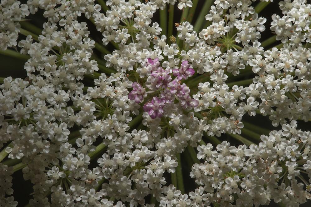 Photo of Queen Anne's Lace (Daucus carota) uploaded by admin