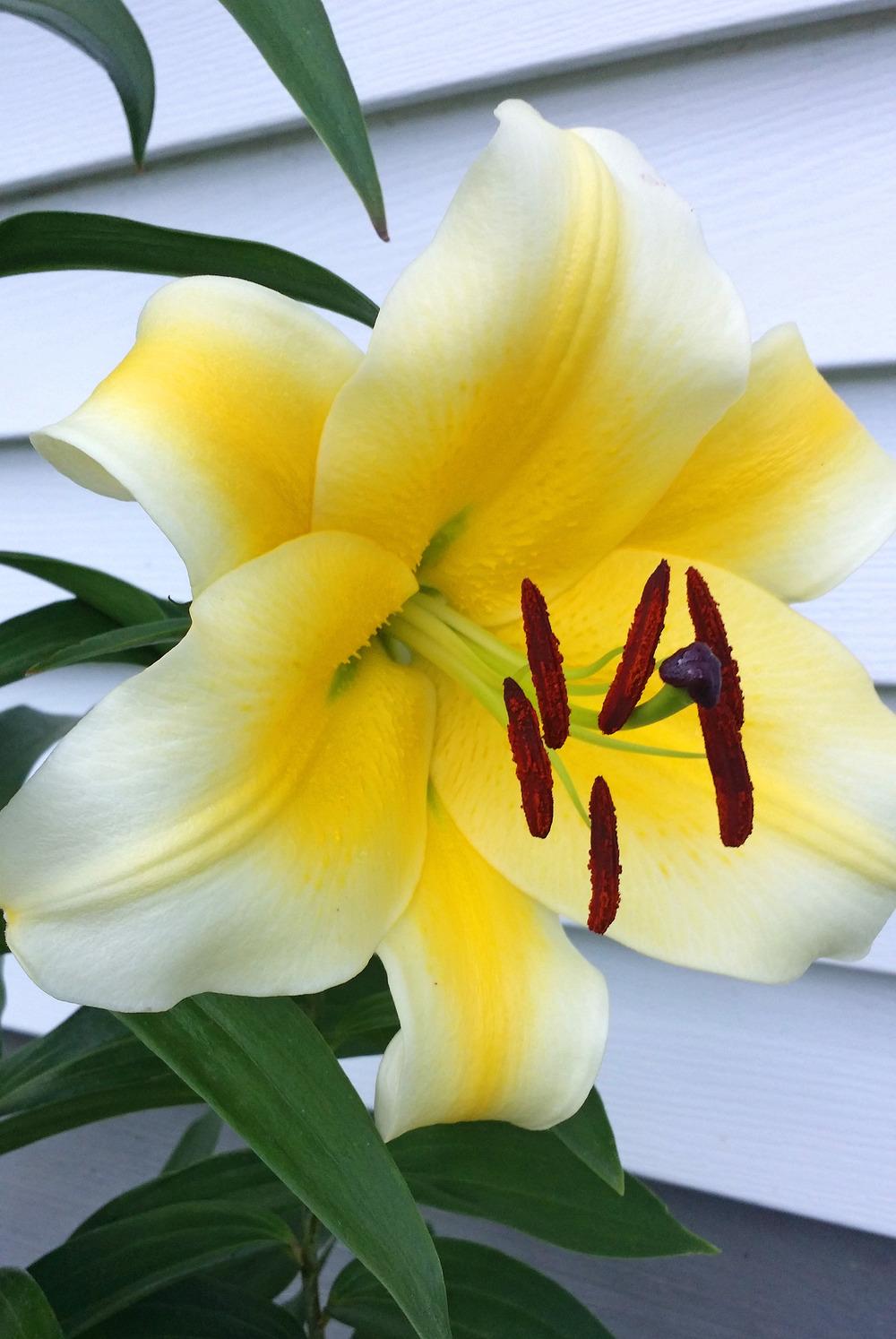 Photo of Lily (Lilium 'Conca d'Or') uploaded by coneflower620