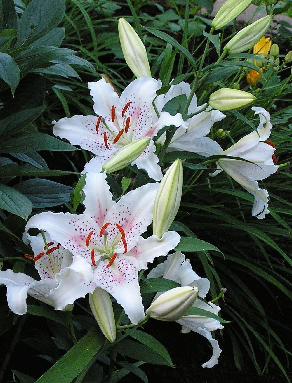 Photo of Oriental Lily (Lilium 'Muscadet') uploaded by mandolls