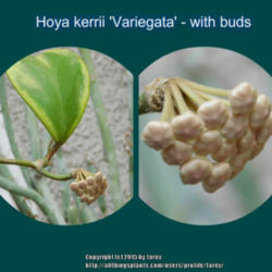 Location: At our garden - San Joaquin County, CA
Date: 10July2015 - summer
Hoya kerrii variegata getting ready to bloom