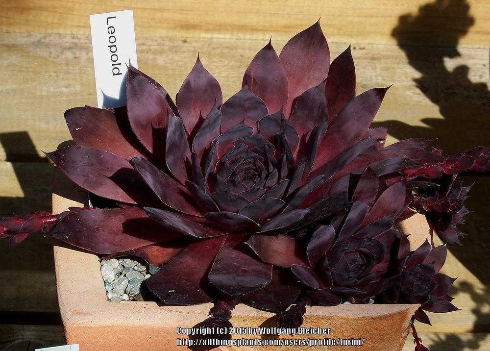 Photo of Hen and Chicks (Sempervivum 'Leopold') uploaded by turini