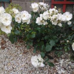 Location: Strood Kent United Kingdom
Date: July 2015
Its covered in white blooms
