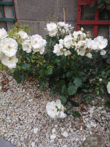 Photo of Groundcover Rose (Rosa 'Flower Carpet White') uploaded by wiseowl