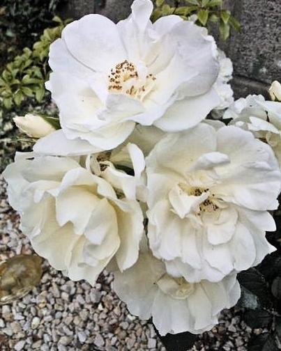 Photo of Groundcover Rose (Rosa 'Flower Carpet White') uploaded by wiseowl