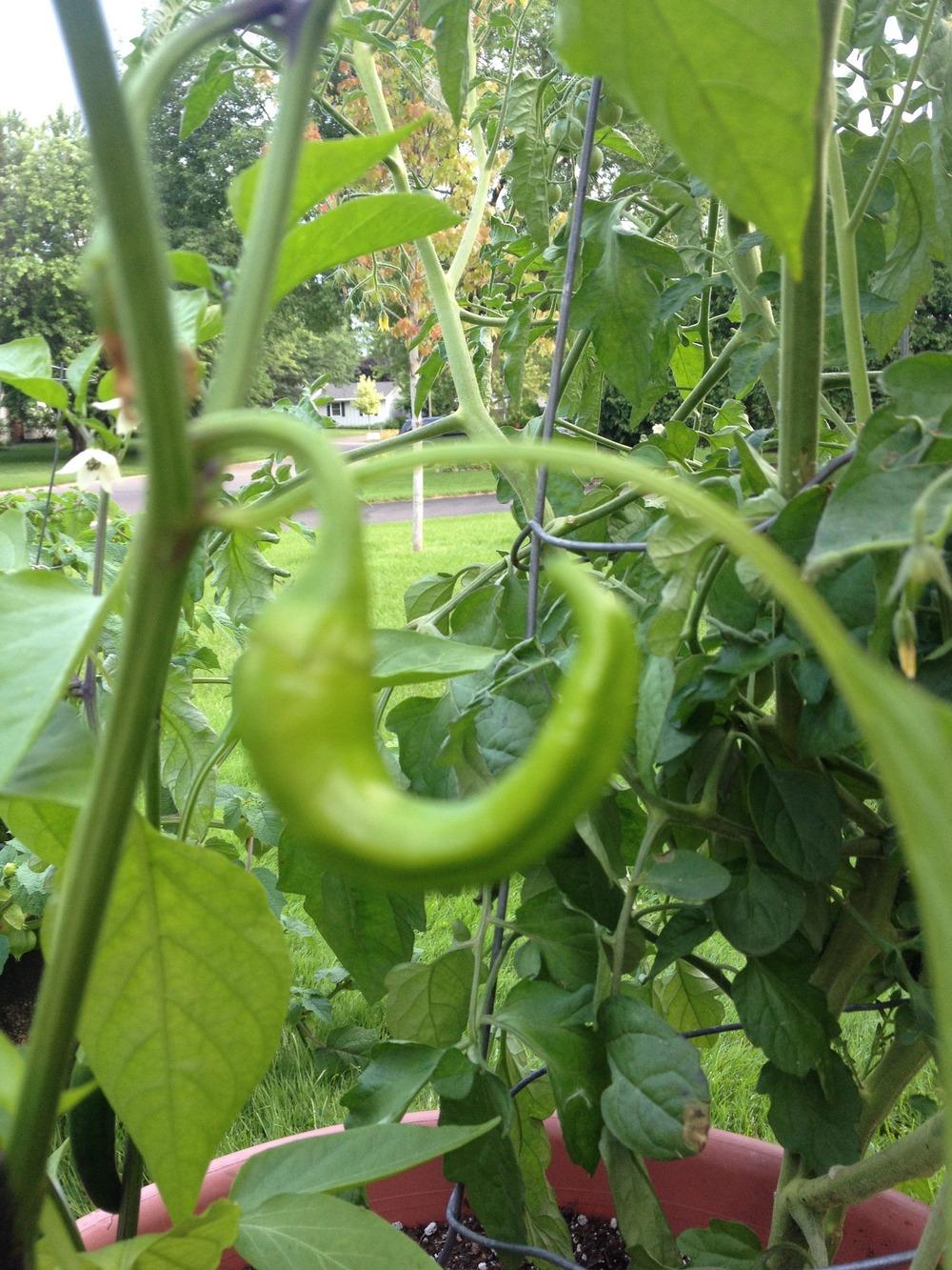 Photo of Sweet Pepper (Capsicum annuum 'Jimmy Nardello') uploaded by Anderwood