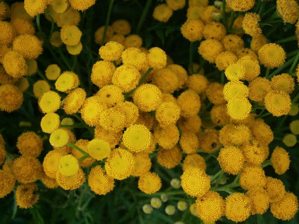 Photo of Tansy (Tanacetum vulgare) uploaded by Daylilybaby