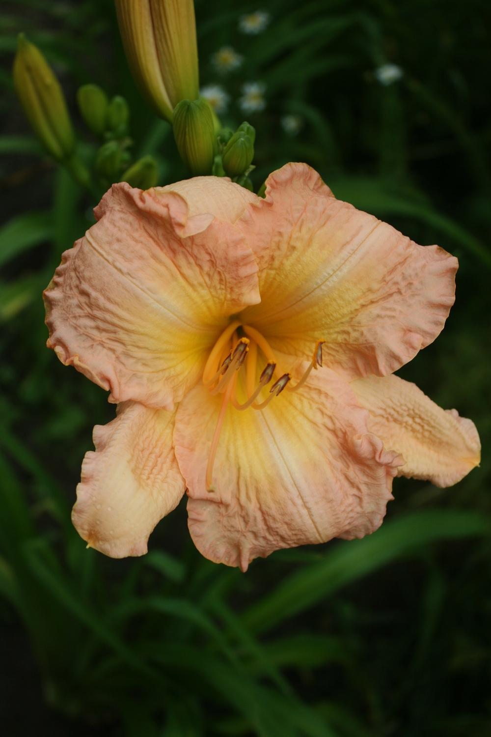 Photo of Daylily (Hemerocallis 'Castles in the Air') uploaded by Daylilybaby