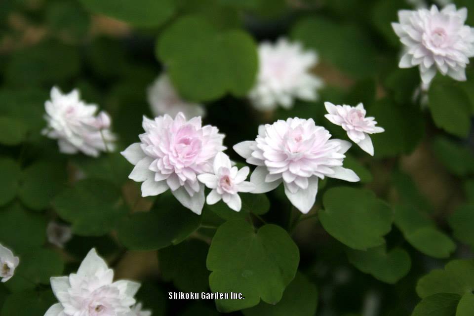 Photo of Rue Anemone (Thalictrum thalictroides 'Cameo') uploaded by Joy