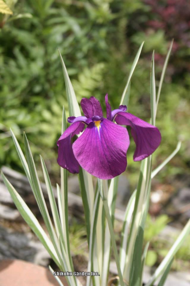 Photo of Japanese Iris (Iris ensata 'Silverband') uploaded by Joy
