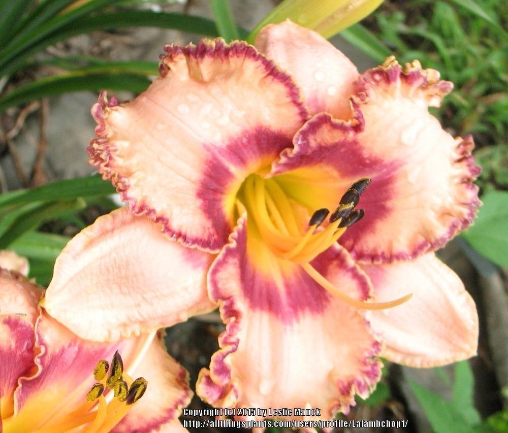 Photo of Daylily (Hemerocallis 'Prickled Petals') uploaded by Lalambchop1