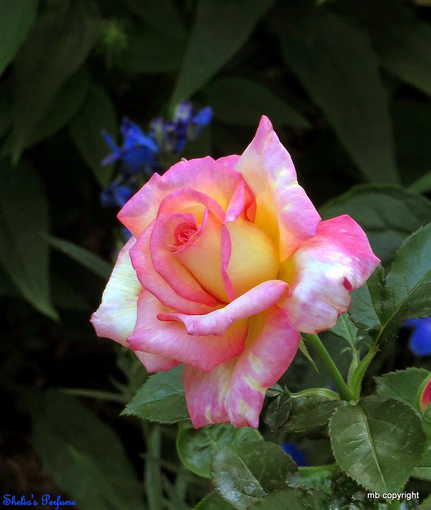 Photo of Floribunda Rose (Rosa 'Sheila's Perfume') uploaded by MargieNY