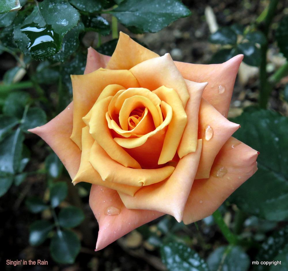 Photo of Floribunda Rose (Rosa 'Singin' in the Rain') uploaded by MargieNY