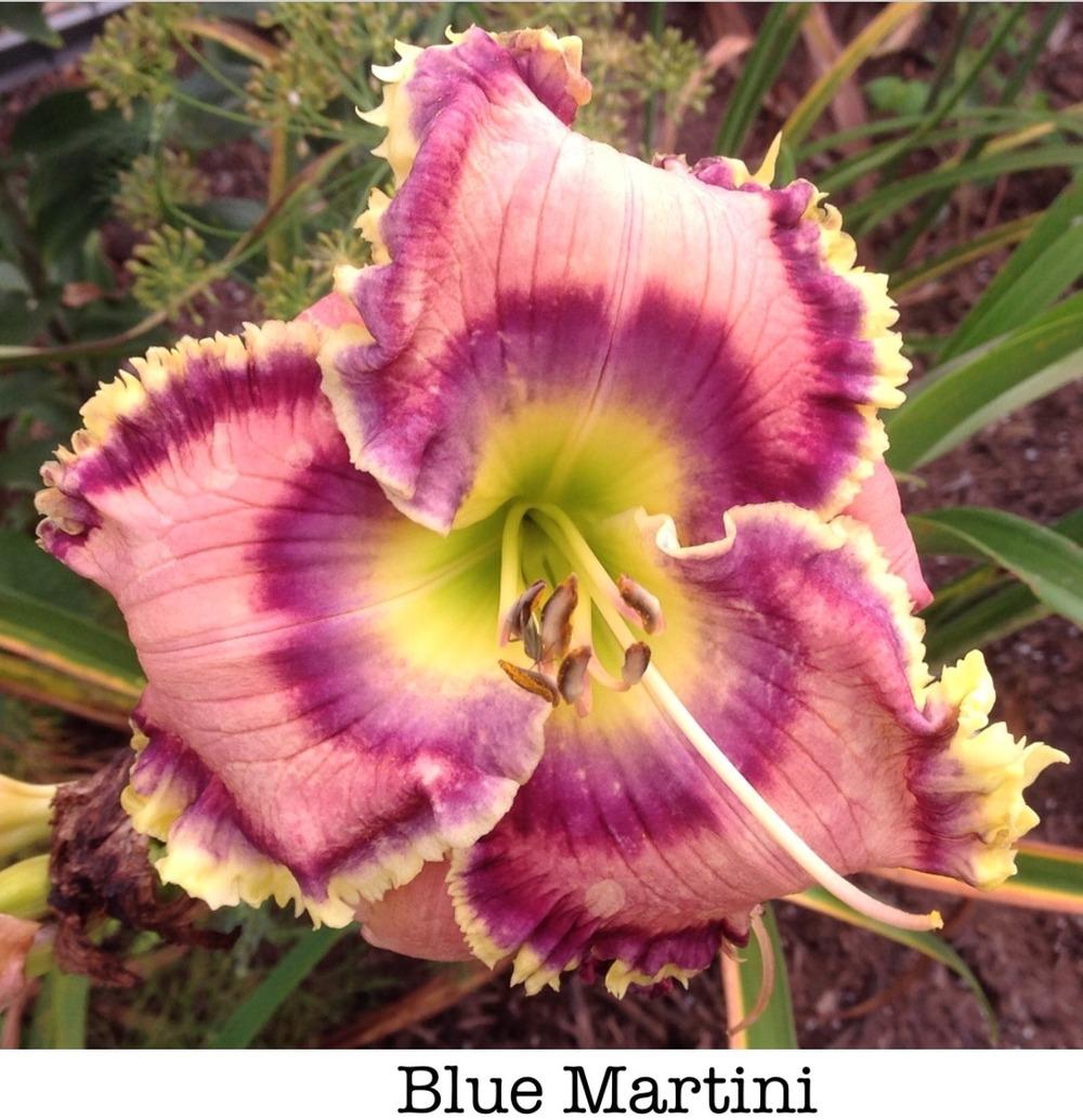 Photo of Daylily (Hemerocallis 'Blue Martini') uploaded by gsutche