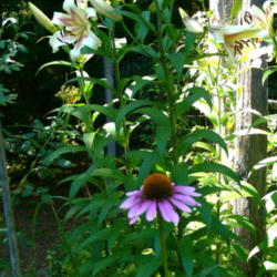 Location: Philo, California
Date: 2015-07-15
echinacea and lilies