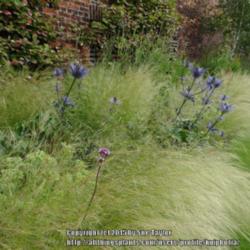 Location: Alnwick Garden, Northumberland, UK
Date: 2015-07-15
In a late summer border