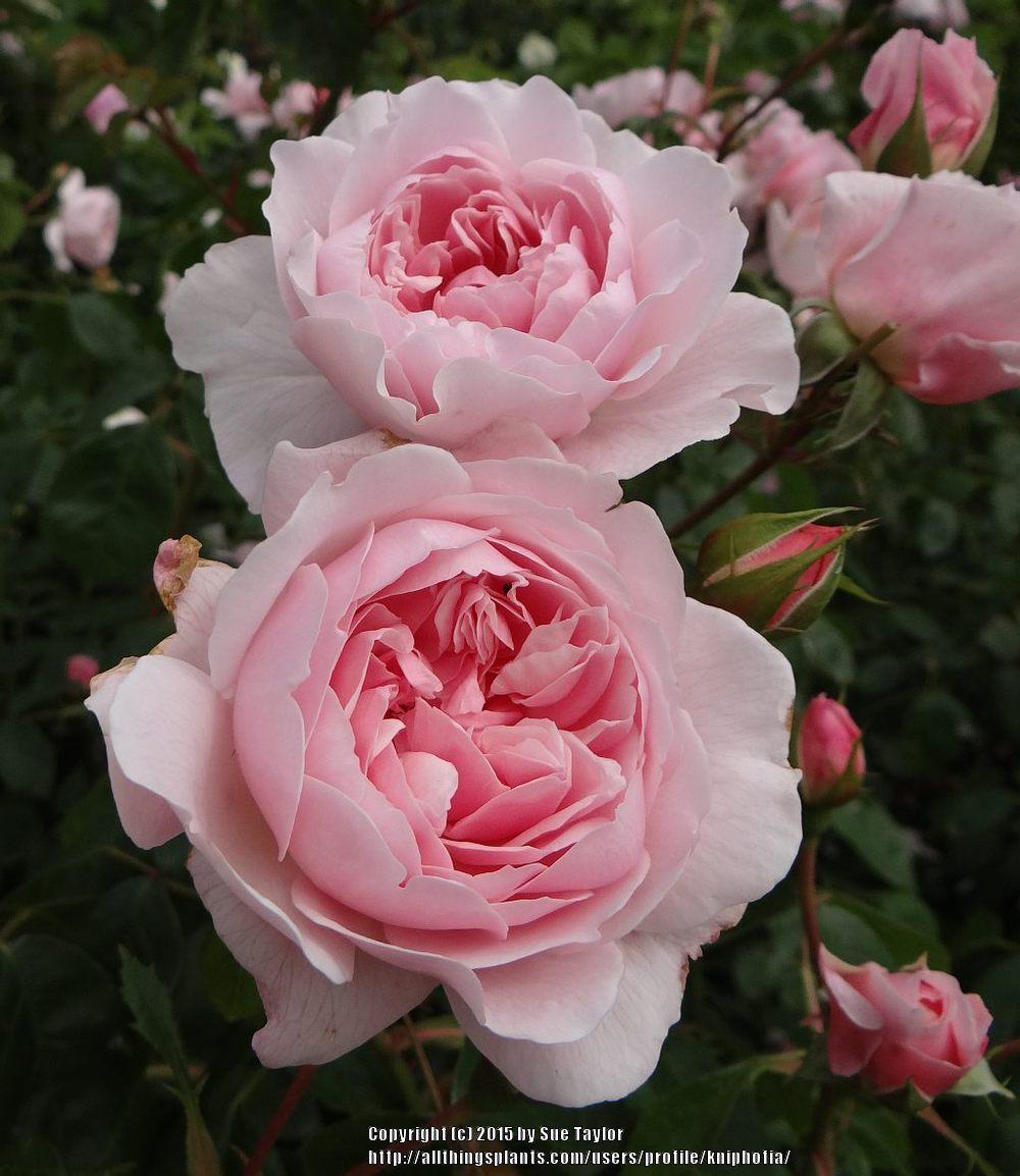 Photo of Rose (Rosa 'Wisley 2008') uploaded by kniphofia