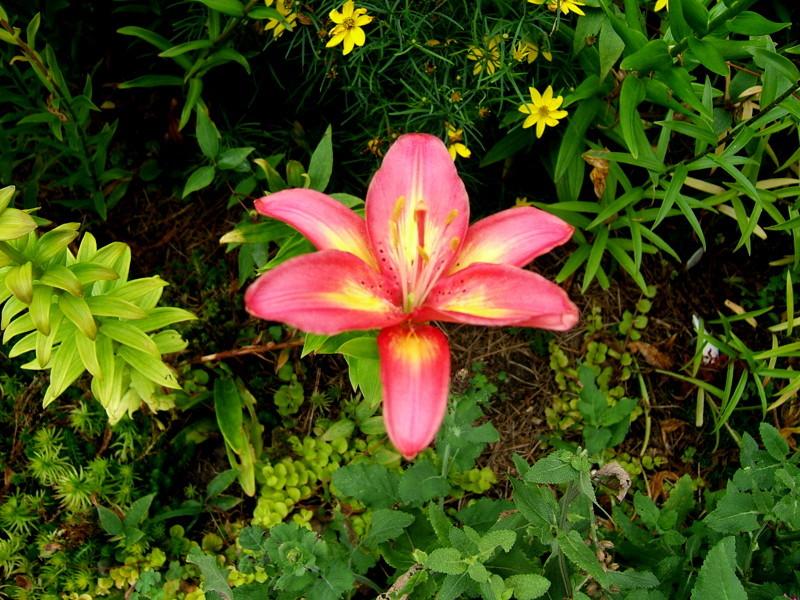 Photo of Lily (Lilium 'Arsenal') uploaded by pirl