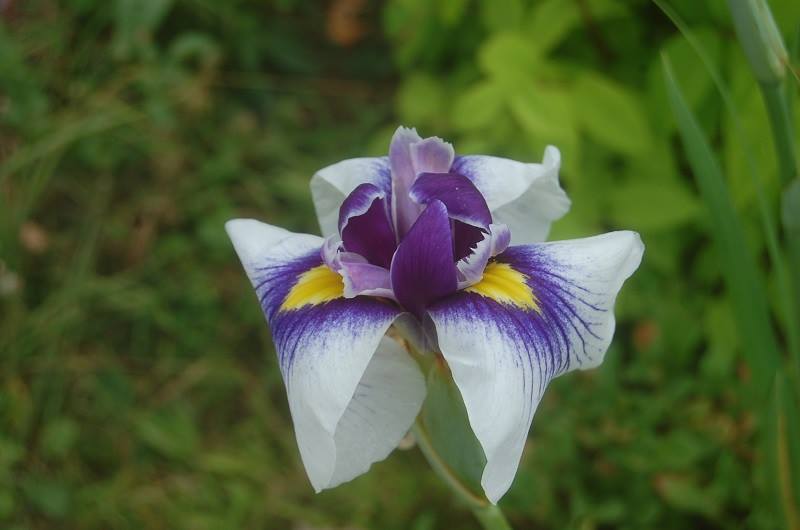 Photo of Japanese Iris (Iris ensata 'Thoroughbred') uploaded by pixie62560