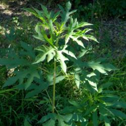Location: Northeastern, Texas
Date: 2015-07-10
plant growing along the road in July
