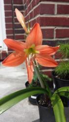 Thumb of 2015-07-17/DogsNDaylilies/6b0d48