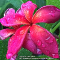 Location: Tampa, Florida
Date: July 2015
This is a beautiful colored plumeria, the color is almost reddish
