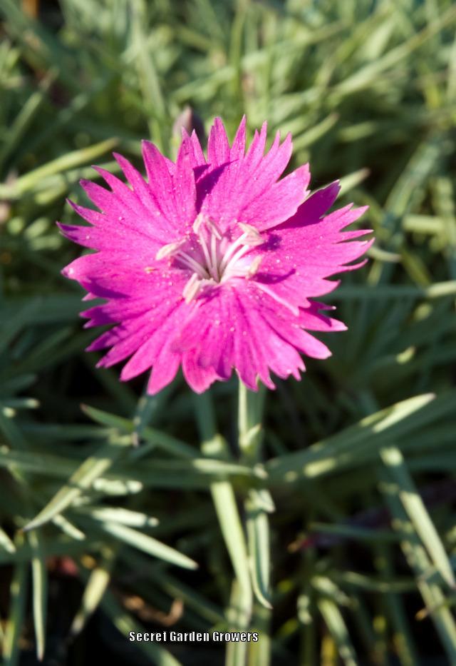 Photo of Cheddar Pink (Dianthus gratianopolitanus 'Feuerhexe') uploaded by Joy