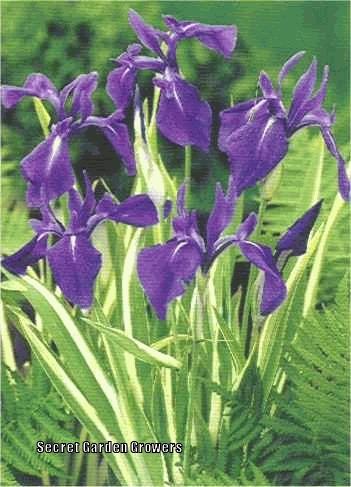 Photo of Species Iris (Iris laevigata 'Variegata') uploaded by Joy