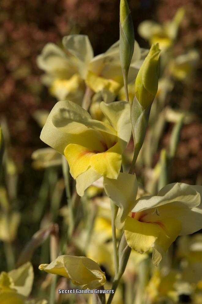 Photo of Hybrid Gladiola (Gladiolus 'Boone') uploaded by Joy