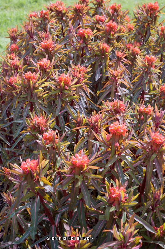 Photo of Euphorbia (Euphorbia griffithii 'Fireglow') uploaded by Joy