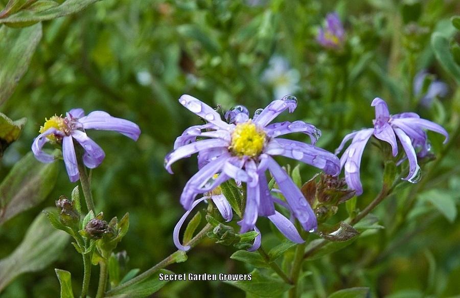 Photo of Aster (Aster x frikartii 'Monch') uploaded by Joy