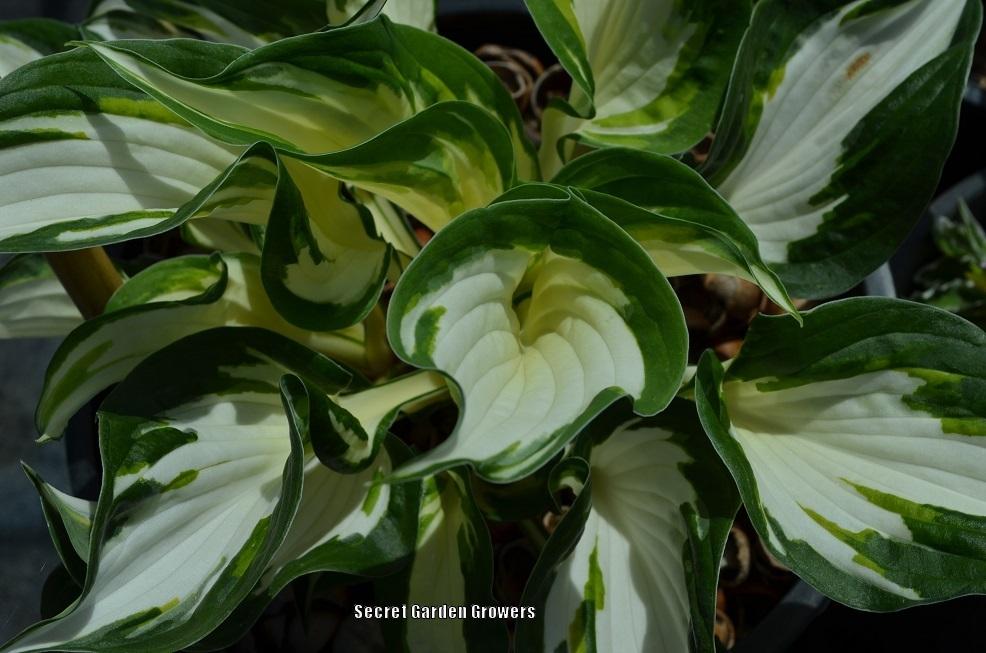 Photo of Hosta 'Fire and Ice' uploaded by Joy