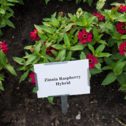 Location: Clinton, Michigan 49236
Date: 2015-07-17
Zinnia Raspberry Hybrid