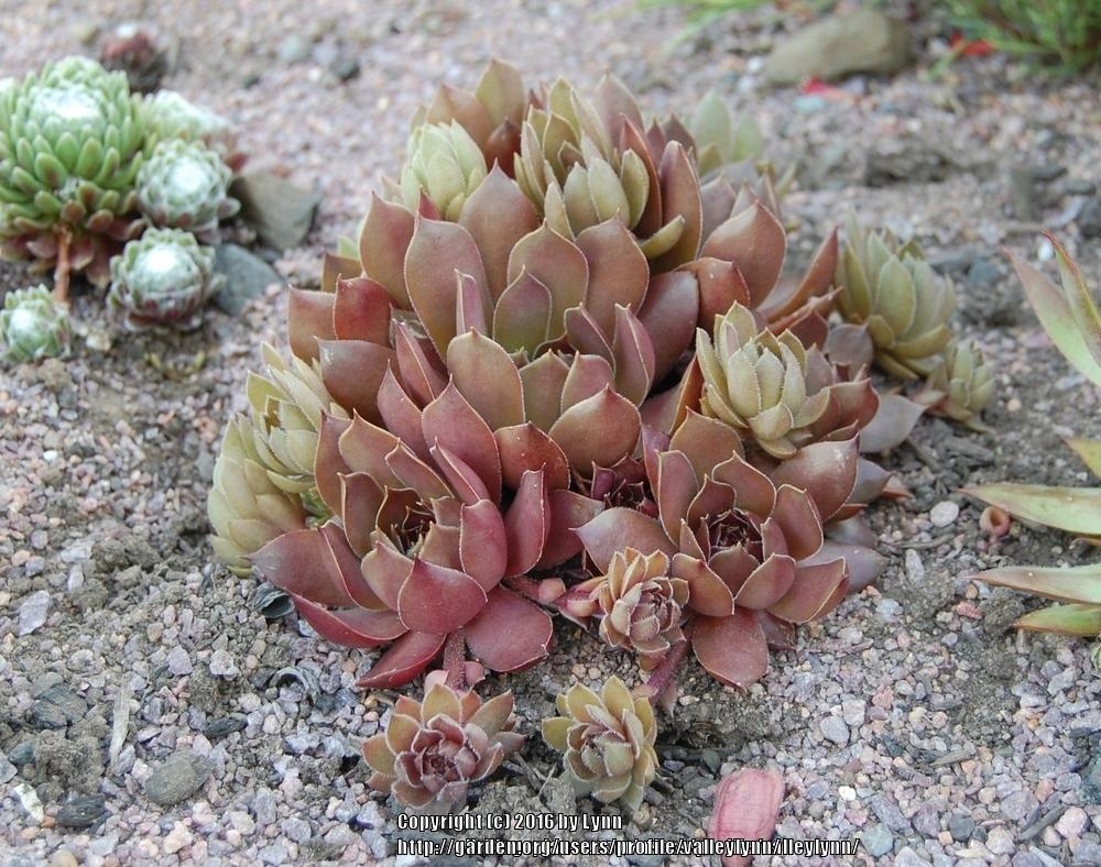Photo of Hen and Chicks (Sempervivum 'Pacific Shadows') uploaded by valleylynn