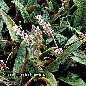 Photo of Silver Squill (Ledebouria socialis) uploaded by Joy