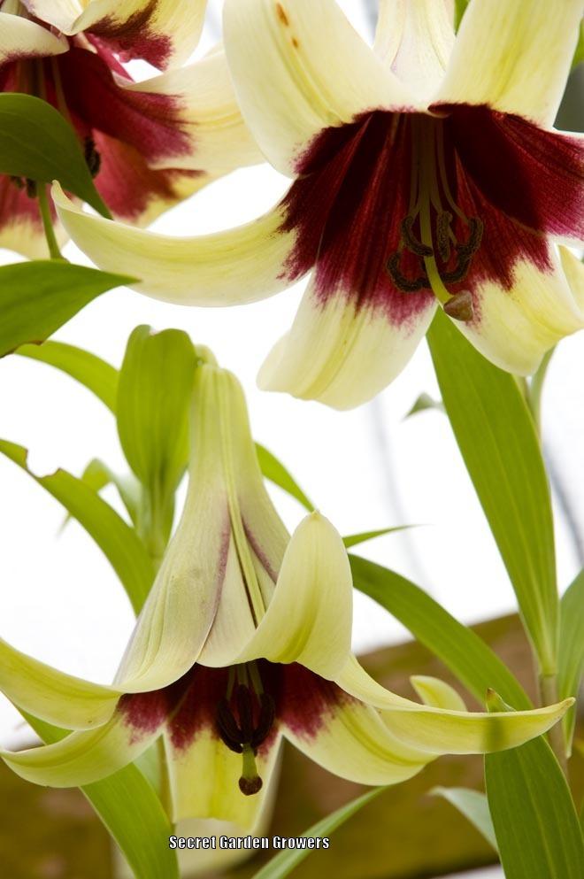 Photo of Nepal Lily (Lilium nepalense) uploaded by Joy