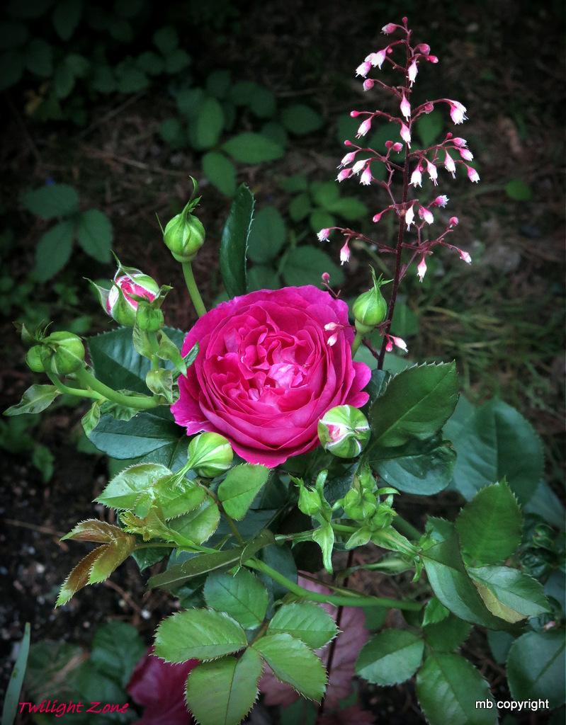 Photo of Rose (Rosa 'Twilight Zone') uploaded by MargieNY