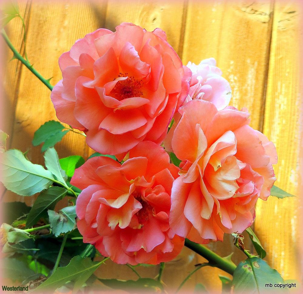 Photo of Rose (Rosa 'Westerland') uploaded by MargieNY