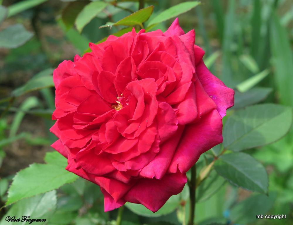 Photo of Rose (Rosa 'Velvet Fragrance') uploaded by MargieNY