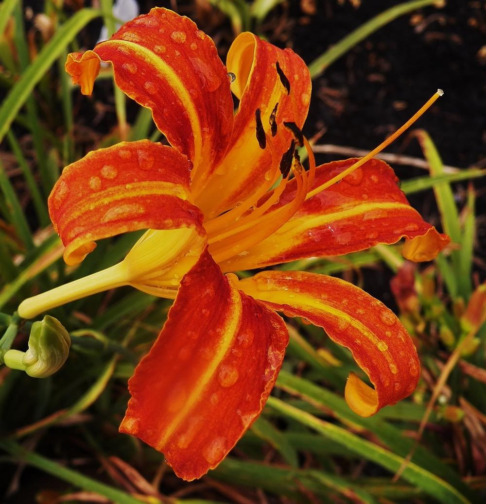 Photo of Daylilies (Hemerocallis) uploaded by MissyPenny