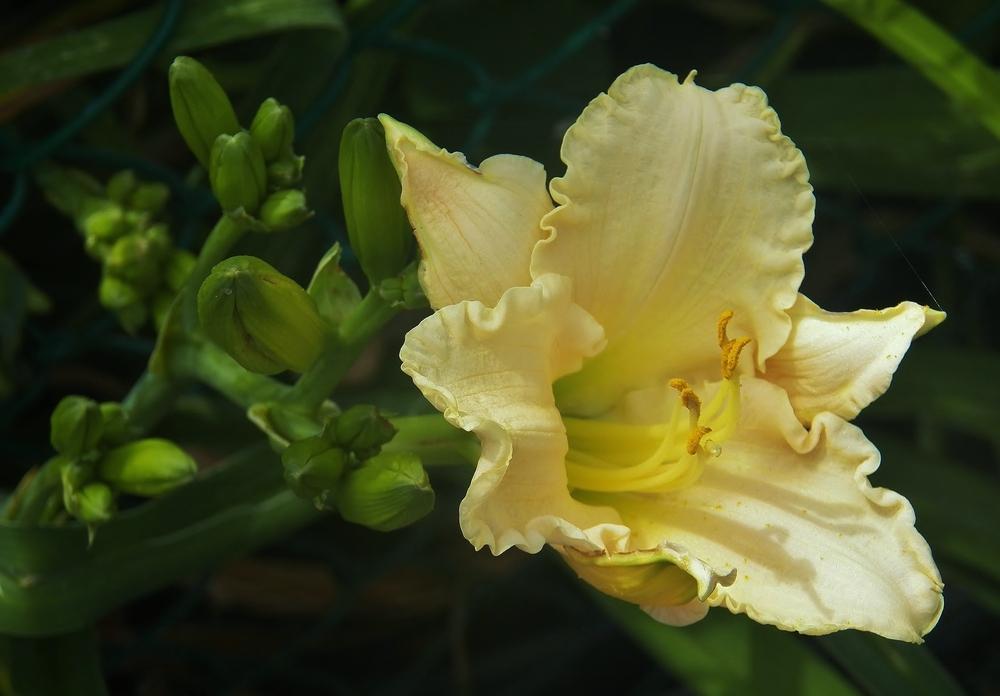 Photo of Daylilies (Hemerocallis) uploaded by MissyPenny