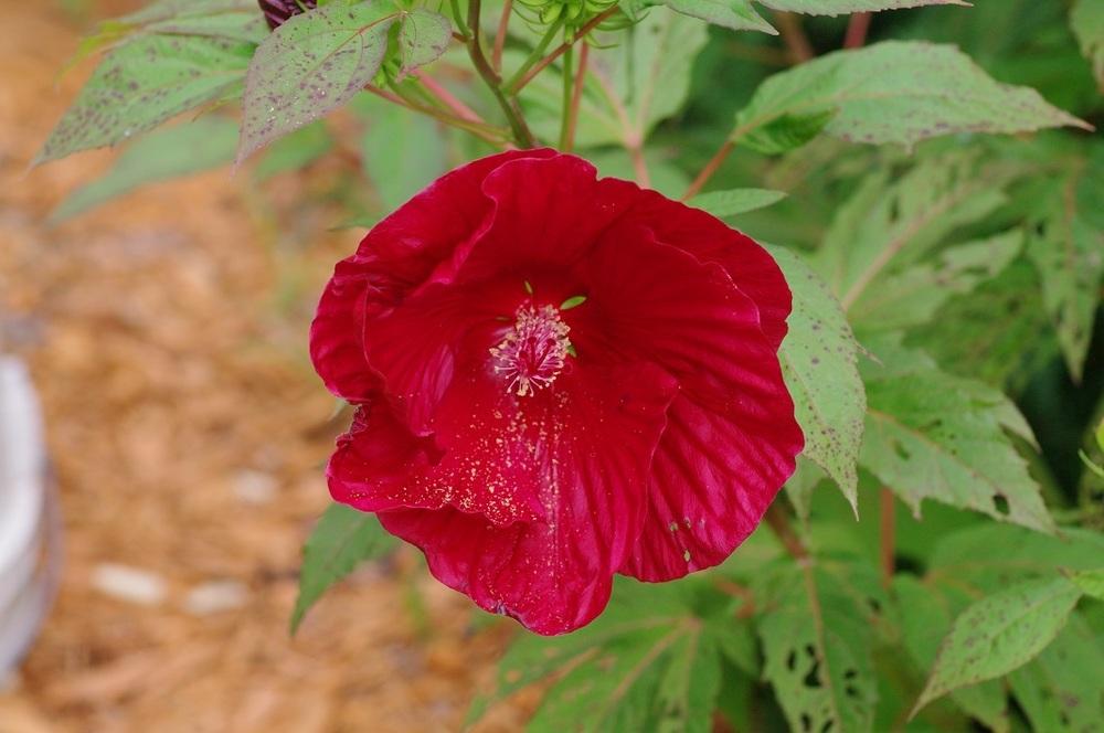 Photo of Hybrid Hardy Hibiscus (Hibiscus Summerific™ Cranberry Crush) uploaded by Rose1656
