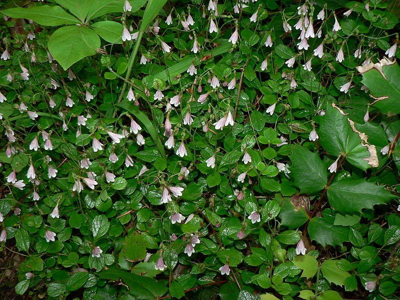 Photo of Twinflower (Linnaea borealis) uploaded by robertduval14